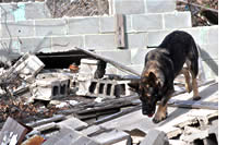 Dogs at work in 9th Ward