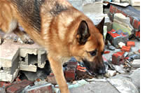 Dogs at work